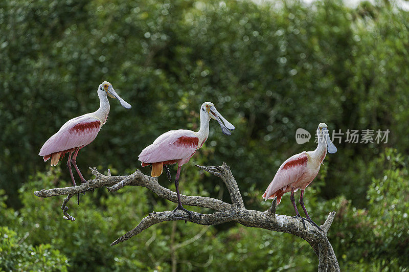 玫瑰色琵鹭，Platalea ajaja, Ajaia ajaja, Audubon Alafia银行鸟类保护区;鸟岛;希尔斯堡惨案湾;坦帕湾;佛罗里达。栖息。